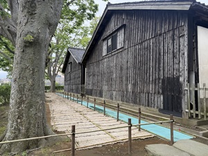 ケヤキ並木養生エリア