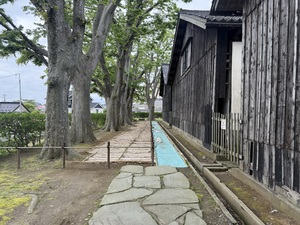ケヤキ並木養生エリア