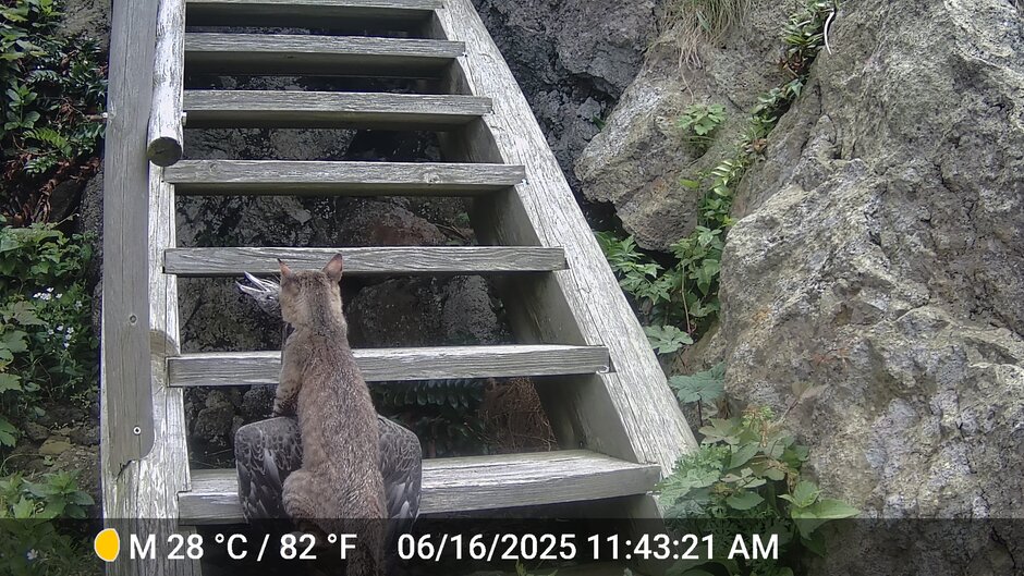猫がウミネコの幼鳥を咥えている様子
