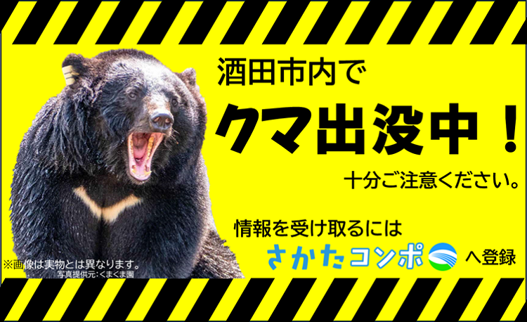 在市內熊出沒中！請注意