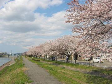 桜並木の画像