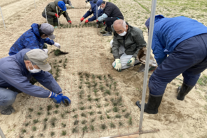 複数人で松を植えている様子です。