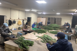 室内で門松用松の加工作業をしている様子です。