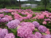 �͂����傤����