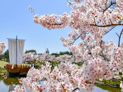 日和山公園の北前船と桜