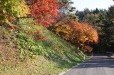 紅葉風景2の画像