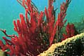 珊瑚の群生の画像