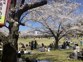日和山公園の桜