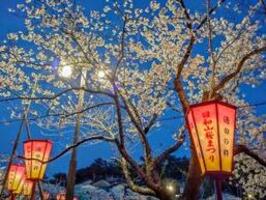 ライトアップの様子