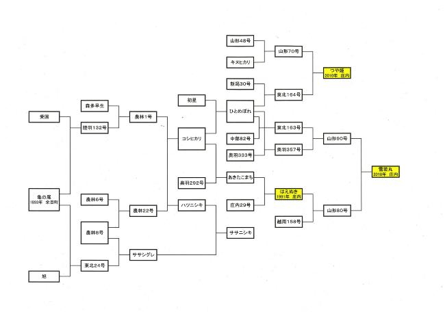 お米の系譜図