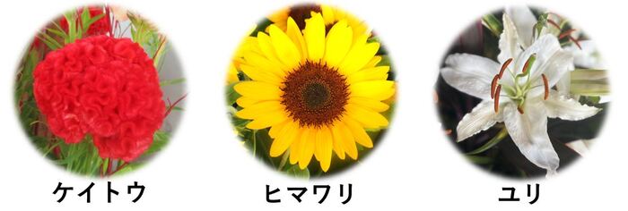 展示使用花材の紹介（これらの花はすべて酒田産です）