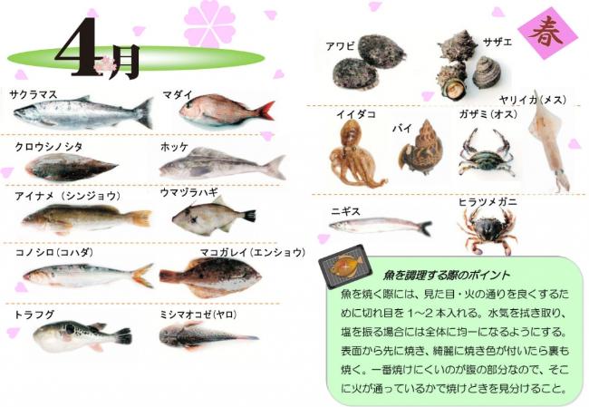 4月が旬の魚の写真
