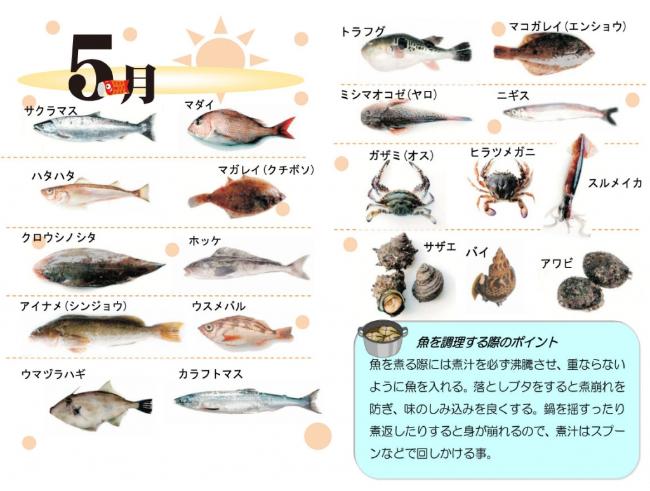 5月の旬の魚のイラスト