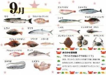 9月の旬の魚です