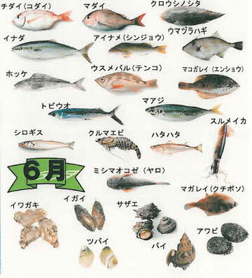 6月の旬の魚のイラスト