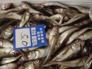 9～10月が美味しいハタハタです