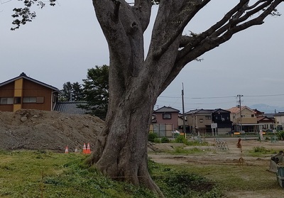 ケヤキ菰巻き（作業前）