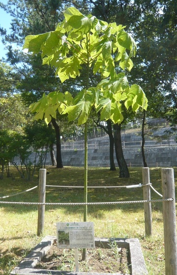 植樹からの経過年数