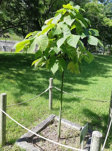 植樹からの経過年数