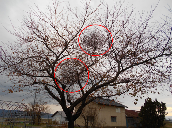 てんぐ巣病と疑われる桜（市内撮影11月中旬の状況）