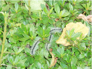 (3)成熟幼虫(3cm)