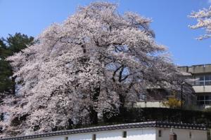 松山大手門の桜の画像
