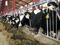 株式会社鳥海高原デーリィファーム